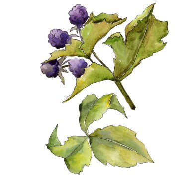 Böğürtlen yaprakları izole bir suluboya tarzında.