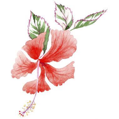 Kır çiçeği gül çiçek izole bir suluboya tarzında.