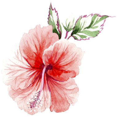 Kır çiçeği gül çiçek izole bir suluboya tarzında.