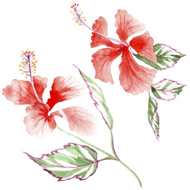 Kır çiçeği gül çiçek izole bir suluboya tarzında.