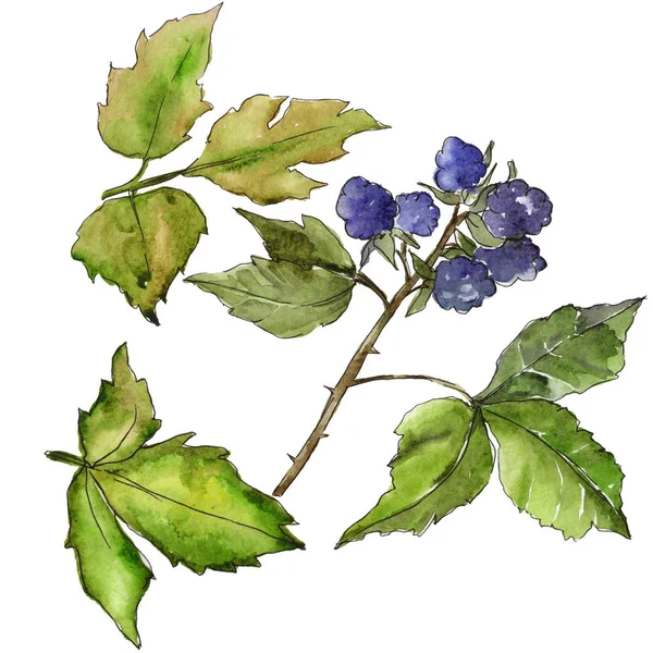 Böğürtlen yaprakları izole bir suluboya tarzında.