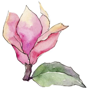 Kır çiçeği Manolya çiçek izole bir suluboya tarzında.