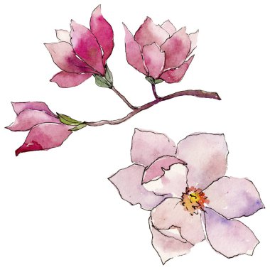 Kır çiçeği Manolya çiçek izole bir suluboya tarzında.