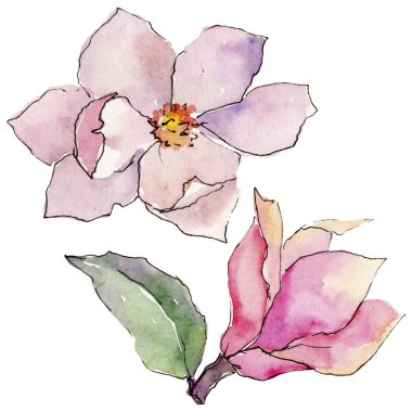 Kır çiçeği Manolya çiçek izole bir suluboya tarzında.