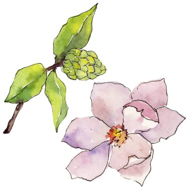 Kır çiçeği Manolya çiçek izole bir suluboya tarzında.