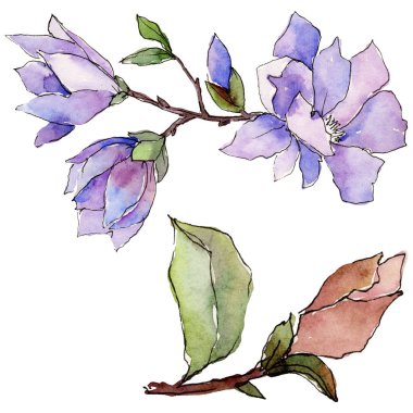 Kır çiçeği Manolya çiçek izole bir suluboya tarzında.