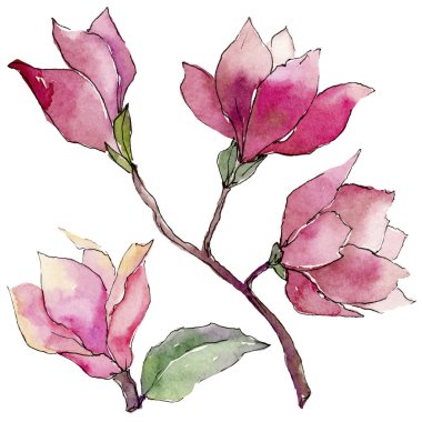 Kır çiçeği Manolya çiçek izole bir suluboya tarzında.