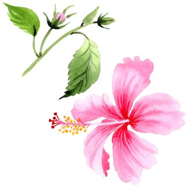 Kır çiçeği pembe hibiscus çiçek izole bir suluboya tarzında.