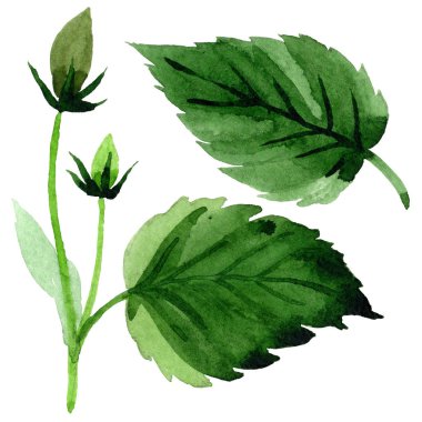 Kır çiçeği pembe hibiscus çiçek izole bir suluboya tarzında.