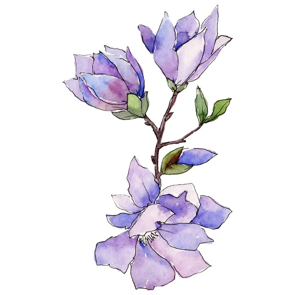 Wildflower magnolia flower in a watercolor style isolated. — Stock Photo, Image