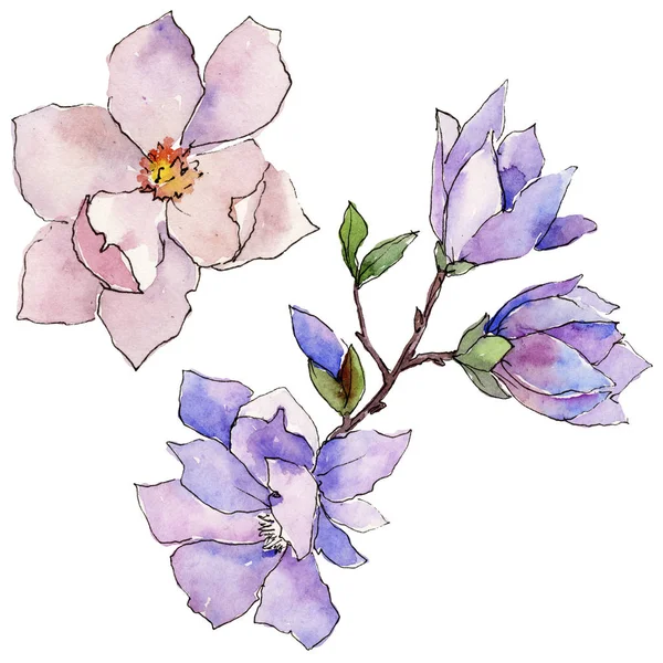 Wildflower magnolia flower in a watercolor style isolated. — Stock Photo, Image