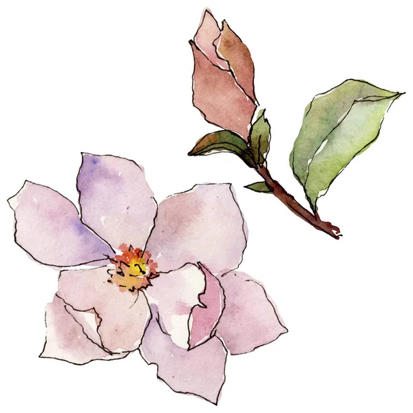 Wildflower magnolia kwiat w stylu przypominającym akwarele na białym tle. — Zdjęcie stockowe