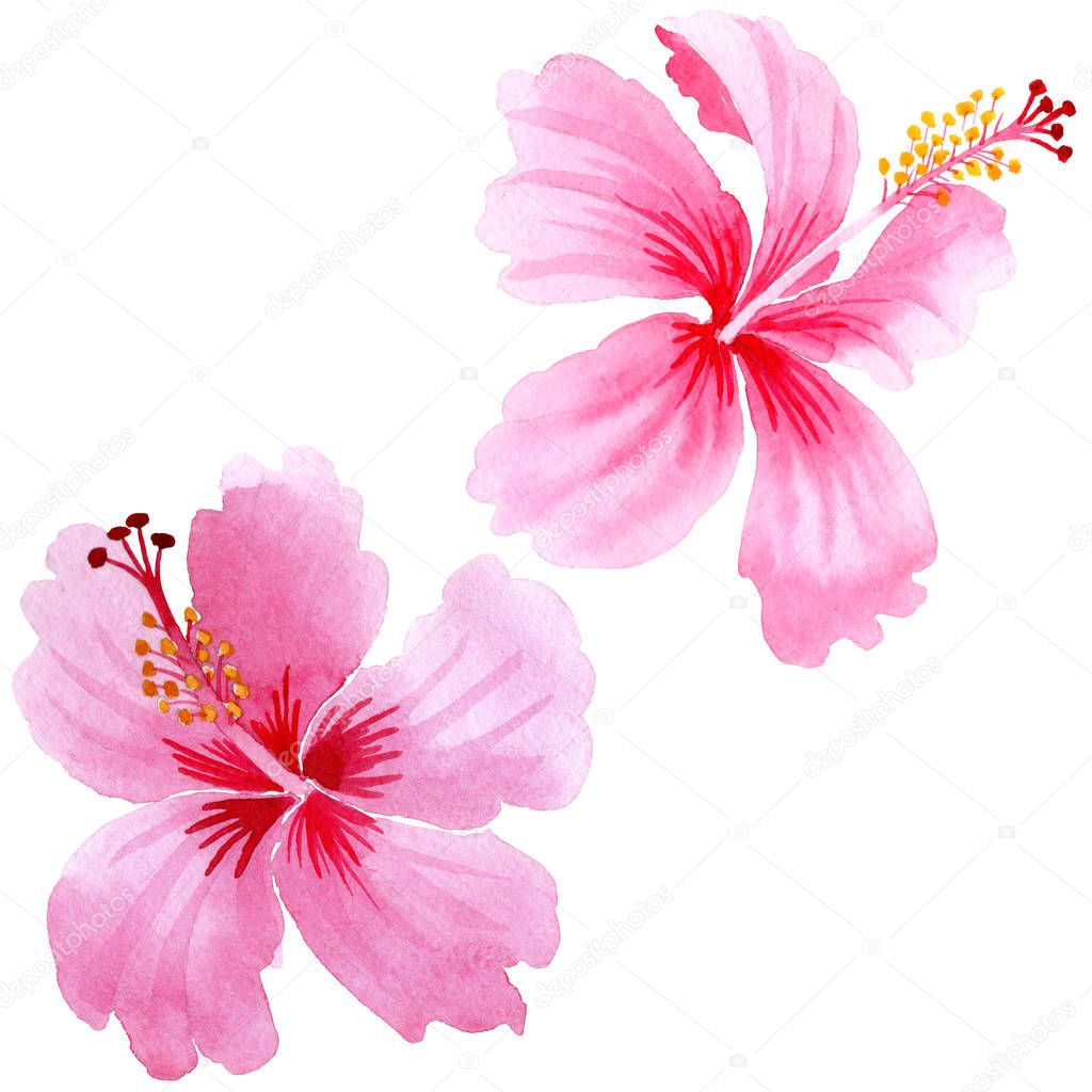 Wildflower hibiscus pink flower in a watercolor style isolated.