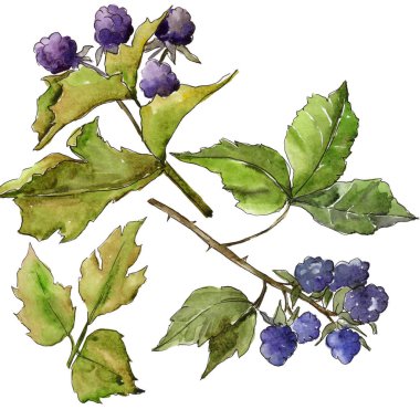 Böğürtlen yaprakları izole bir suluboya tarzında.