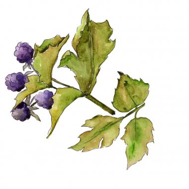 Böğürtlen yaprakları izole bir suluboya tarzında.