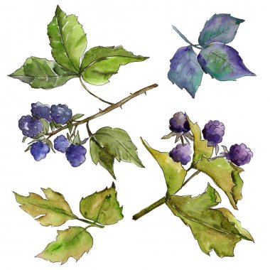 Böğürtlen yaprakları izole bir suluboya tarzında.