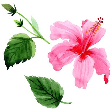 Kır çiçeği pembe hibiscus çiçek izole bir suluboya tarzında.