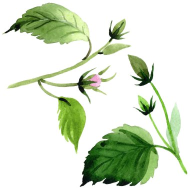 Kır çiçeği pembe hibiscus çiçek izole bir suluboya tarzında.