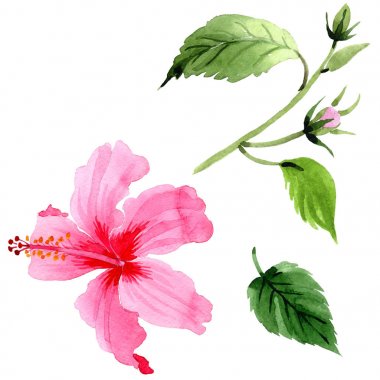 Kır çiçeği pembe hibiscus çiçek izole bir suluboya tarzında.