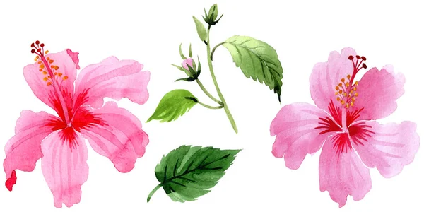 Λουλούδι ιβίσκου ροζ αγριολούλουδα σε στυλ υδροχρώματος απομονωμένες. — Φωτογραφία Αρχείου