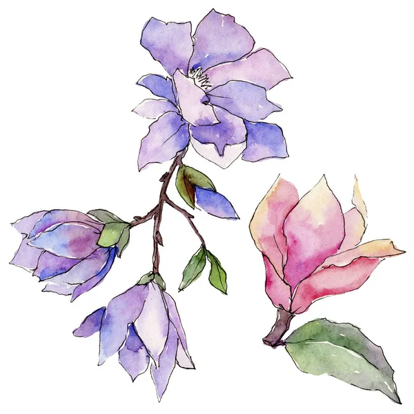 Fleurs sauvages magnolia fleur dans un style aquarelle isolé . — Photo