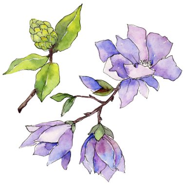 Kır çiçeği Manolya çiçek izole bir suluboya tarzında.