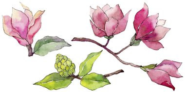 Kır çiçeği Manolya çiçek izole bir suluboya tarzında.