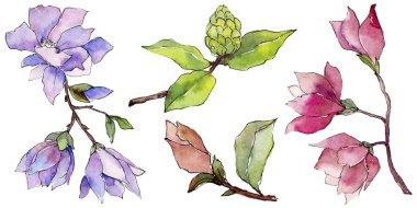 Kır çiçeği Manolya çiçek izole bir suluboya tarzında.