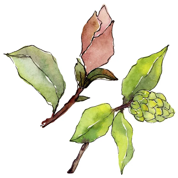 Flor de magnolia silvestre en un estilo de acuarela aislado . —  Fotos de Stock