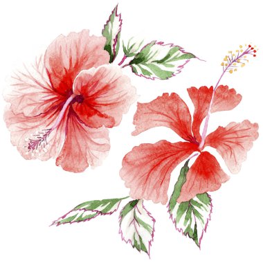 Kır çiçeği gül çiçek izole bir suluboya tarzında.