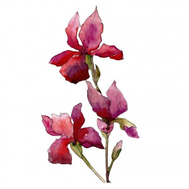 Kır çiçeği Iris çiçek izole bir suluboya tarzında.