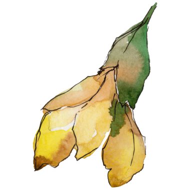 Akasya çiçek izole bir suluboya tarzında.