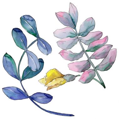 Akasya izole bir suluboya tarzında bırakır.