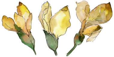 Akasya çiçek izole bir suluboya tarzında.