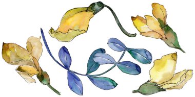 Akasya izole bir suluboya tarzında bırakır.