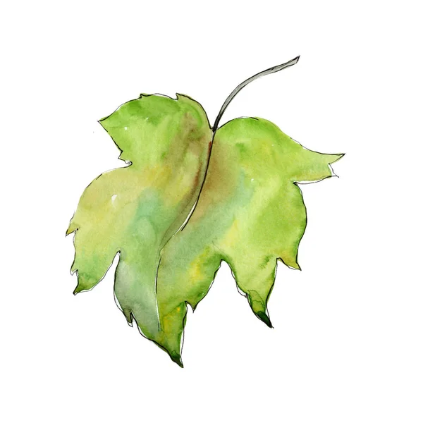 Vinbär bladen i akvarell stil isolerade. — Stockfoto