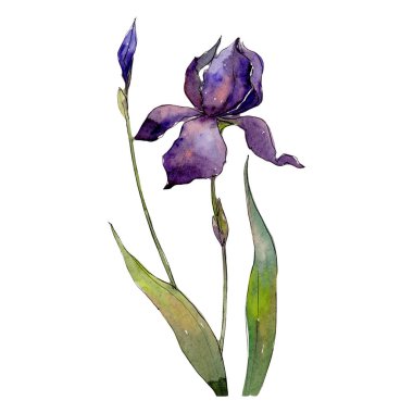 Kır çiçeği Iris çiçek izole bir suluboya tarzında.