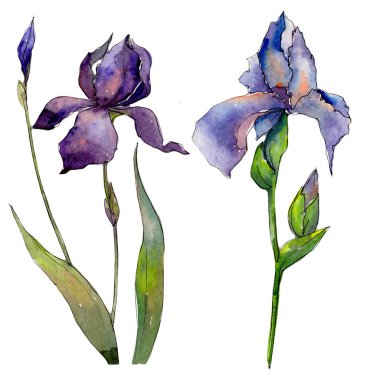 Kır çiçeği Iris çiçek izole bir suluboya tarzında.