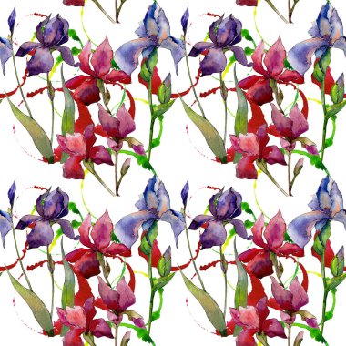 Kır çiçeği Iris çiçek deseni suluboya tarzında.