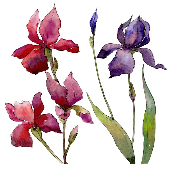Kır çiçeği Iris çiçek izole bir suluboya tarzında.