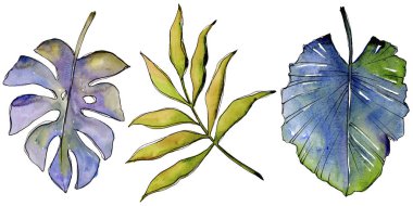 Bir suluboya tarzında izole tropikal yaprak.