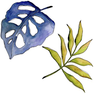 Bir suluboya tarzında izole tropikal yaprak.