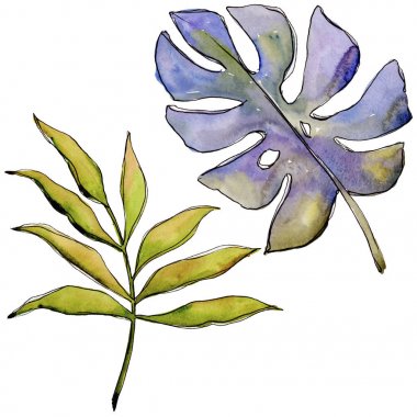 Bir suluboya tarzında izole tropikal yaprak.