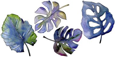 Bir suluboya tarzında izole tropikal yaprak.