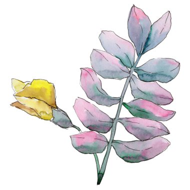 Akasya izole bir suluboya tarzında bırakır.