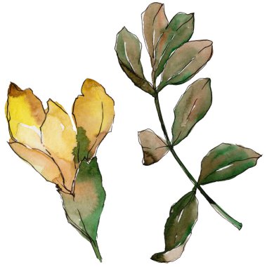 Akasya izole bir suluboya tarzında bırakır.