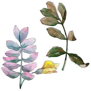 Akasya izole bir suluboya tarzında bırakır.