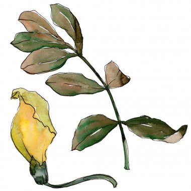 Akasya izole bir suluboya tarzında bırakır.