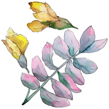 Akasya izole bir suluboya tarzında bırakır.