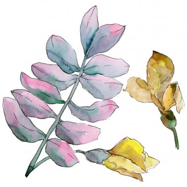 Akasya izole bir suluboya tarzında bırakır.